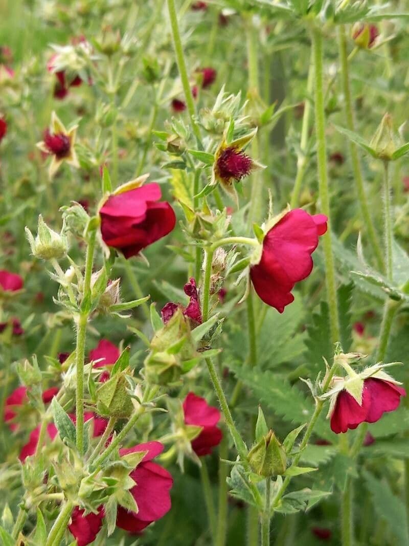 Potentilla thurberi