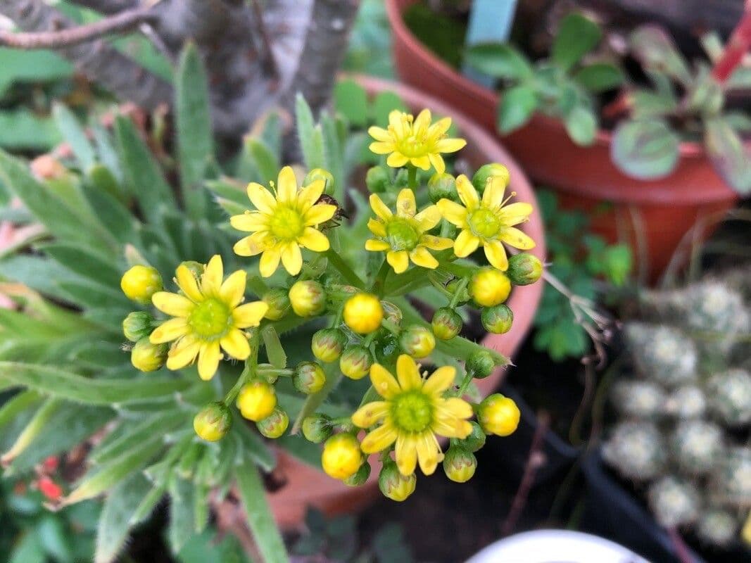 Aeonium simsii