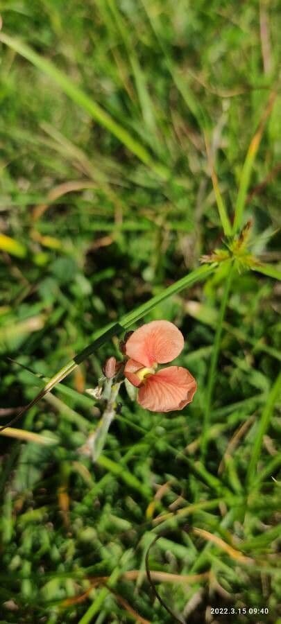 Indigofera miniata