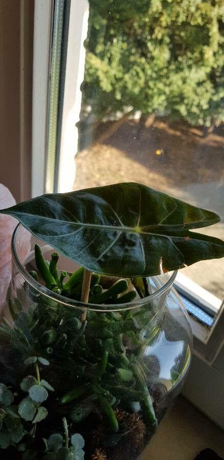 Alocasia longiloba