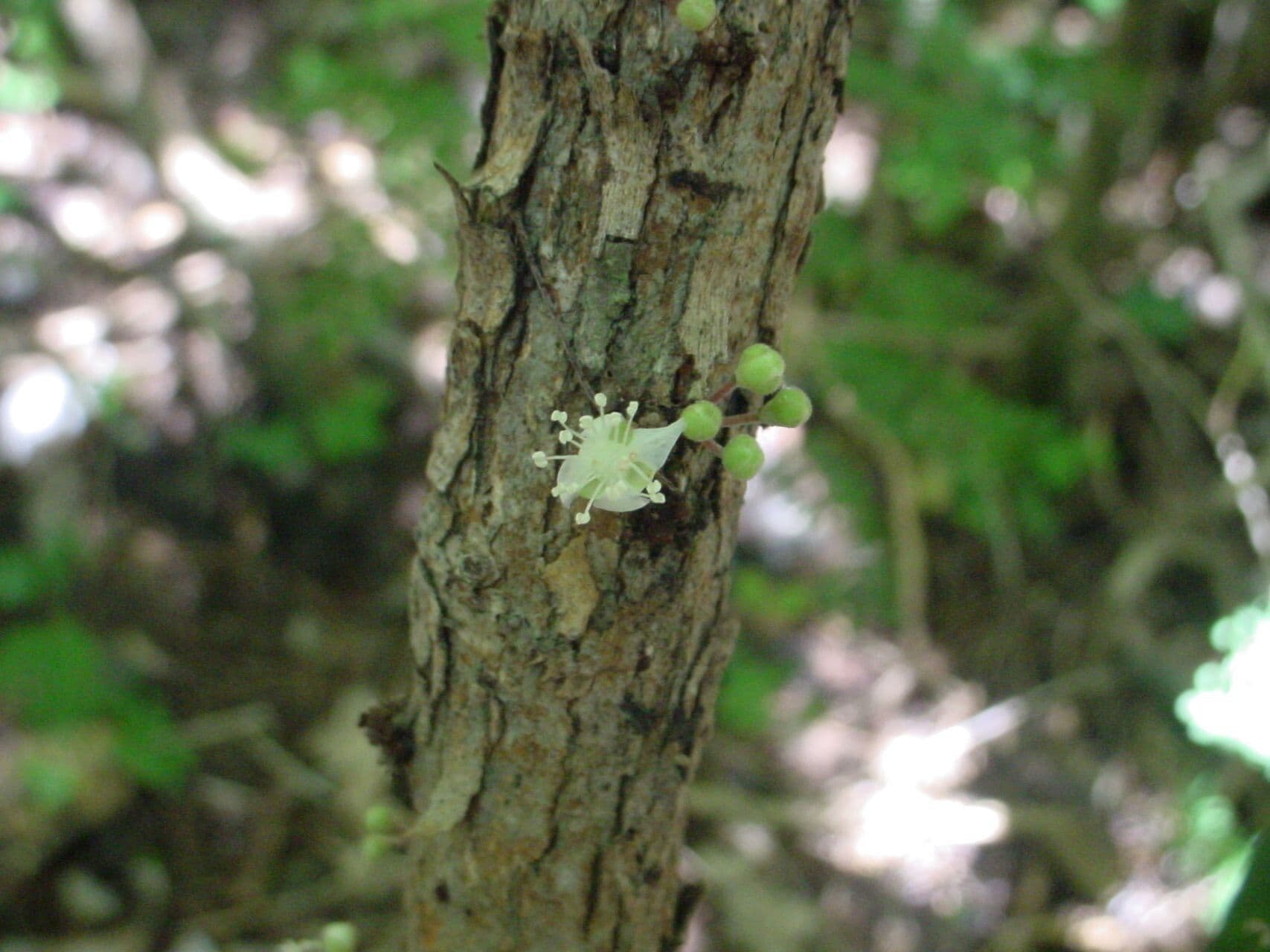 Eugenia daenikeri