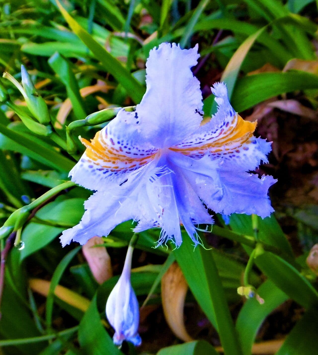 Dietes iridioides