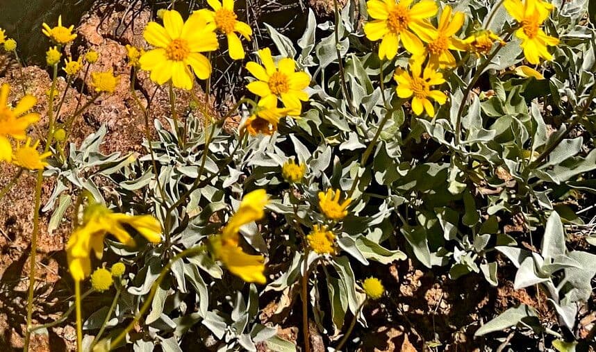 Encelia farinosa