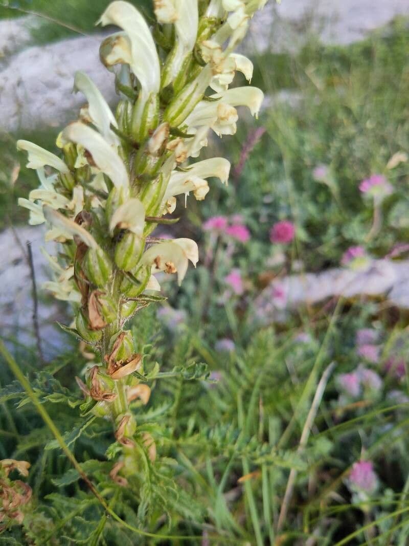 Pedicularis comosa