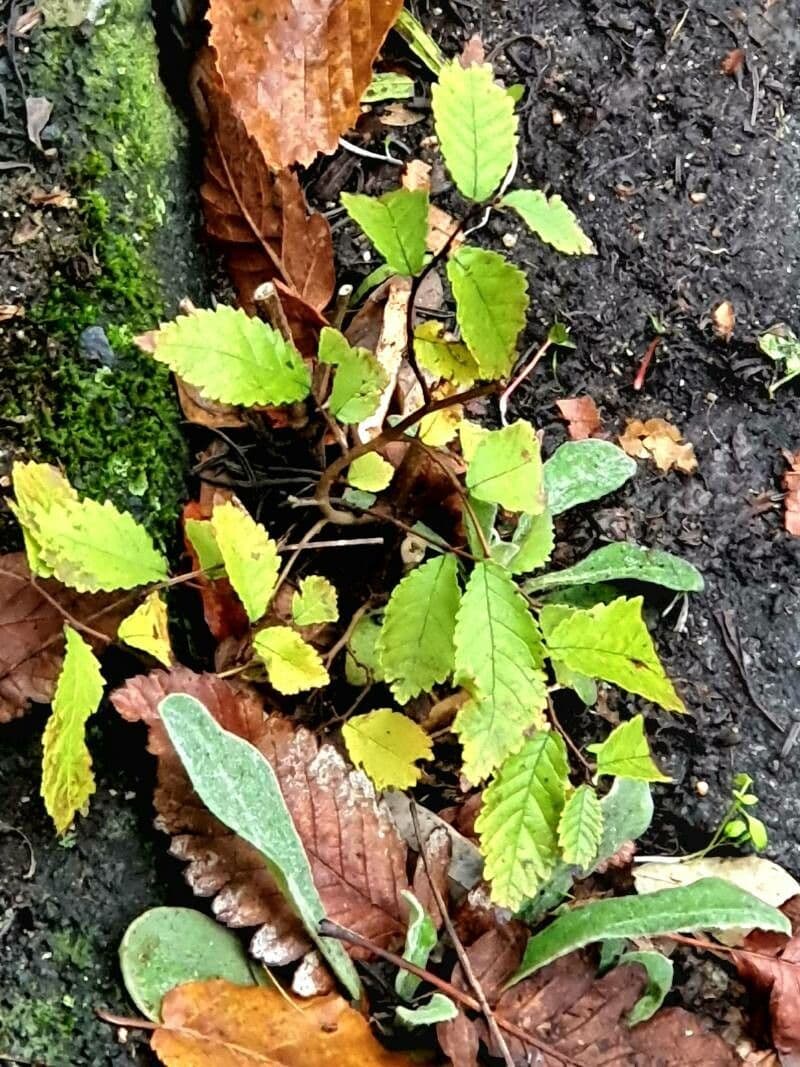 Zelkova carpinifolia