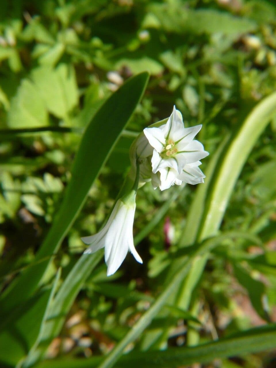 Allium triquetrum