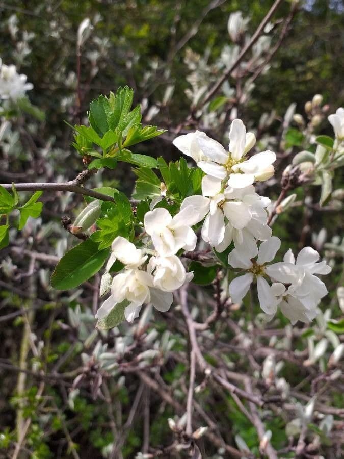 Amelanchier ovalis