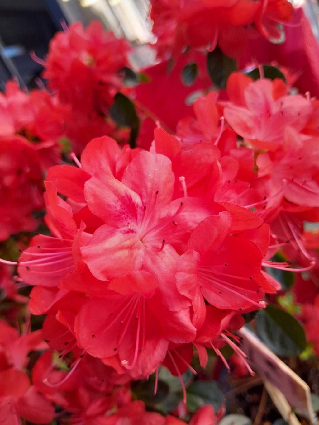 Rhododendron indicum