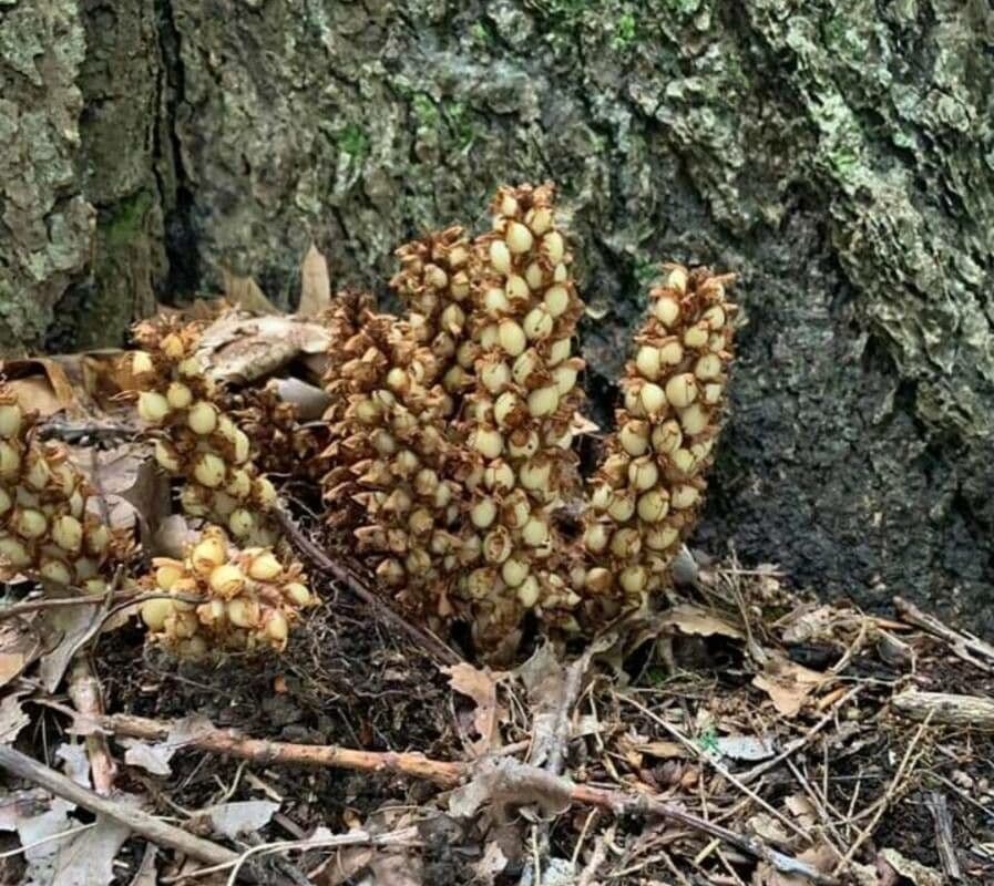 Conopholis americana