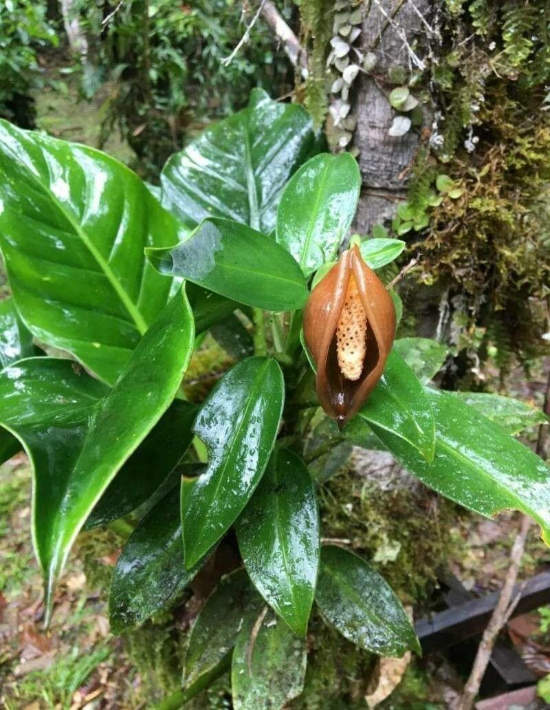 Dieffenbachia oerstedii