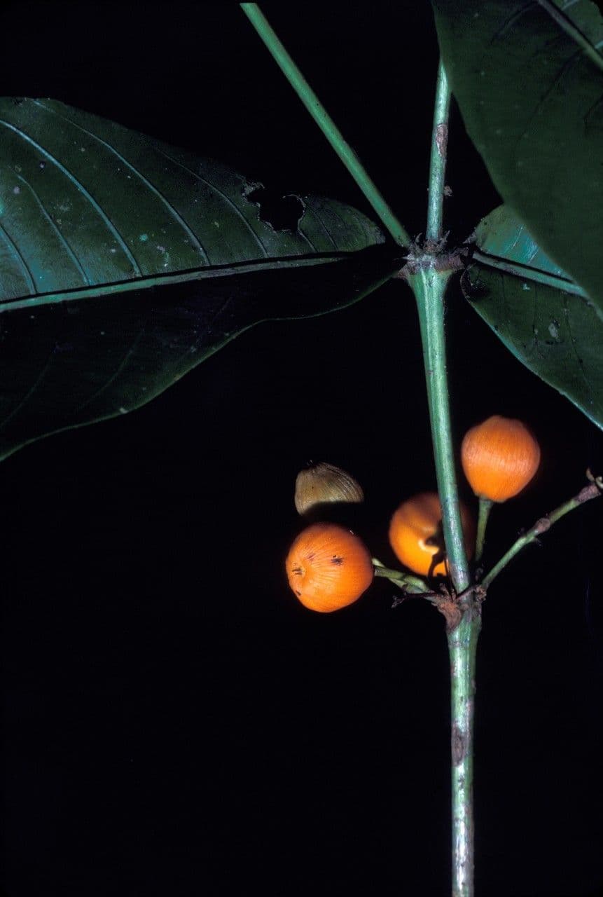 Quiina guianensis
