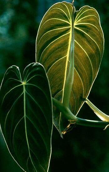 Philodendron melanochrysum