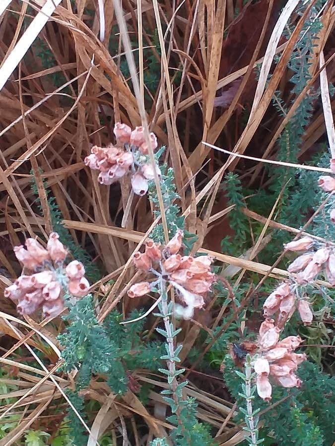 Erica tetralix