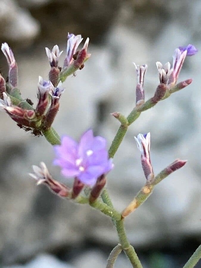 Limonium cordatum