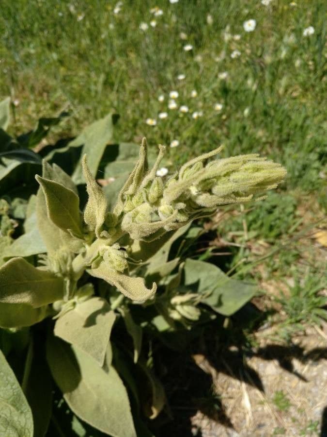 Verbascum nevadense