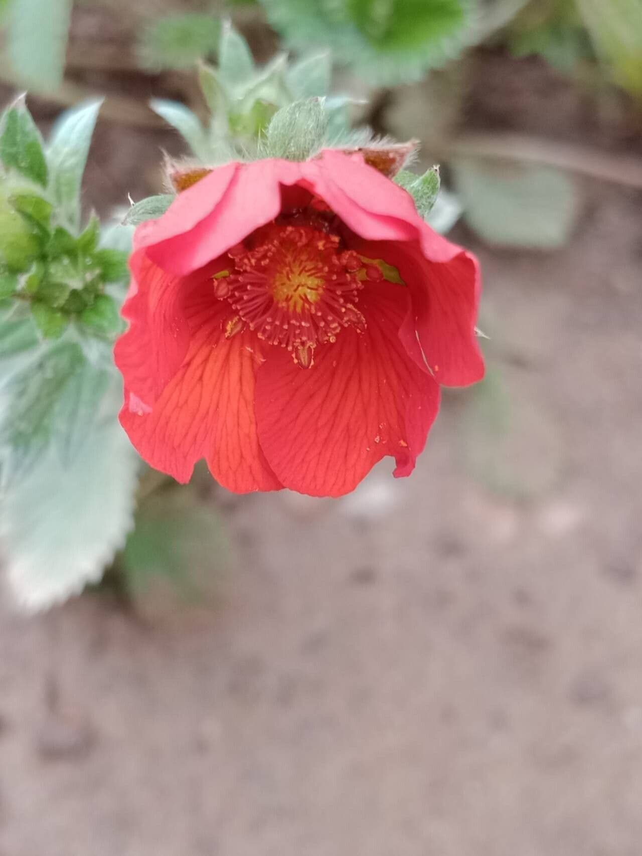 Potentilla atrosanguinea