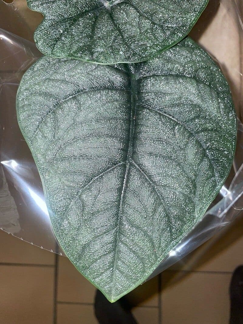 Alocasia melo