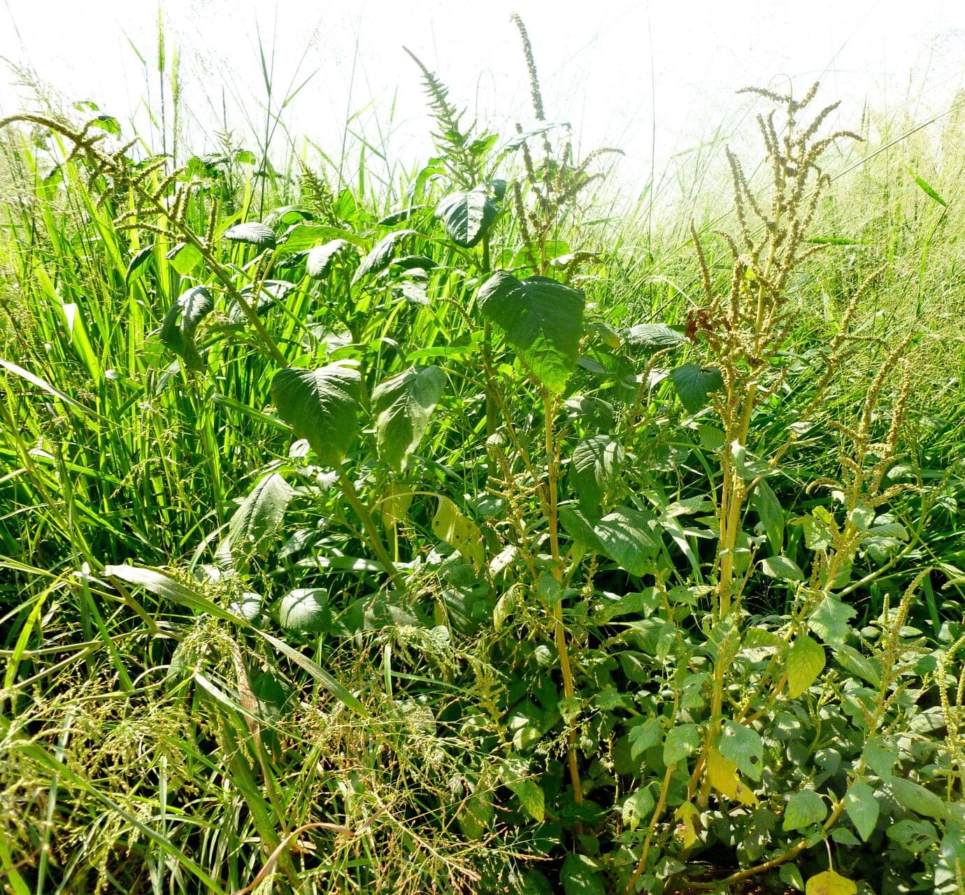 Amaranthus viridis