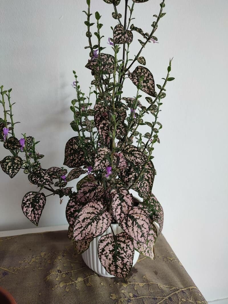 Hypoestes phyllostachya