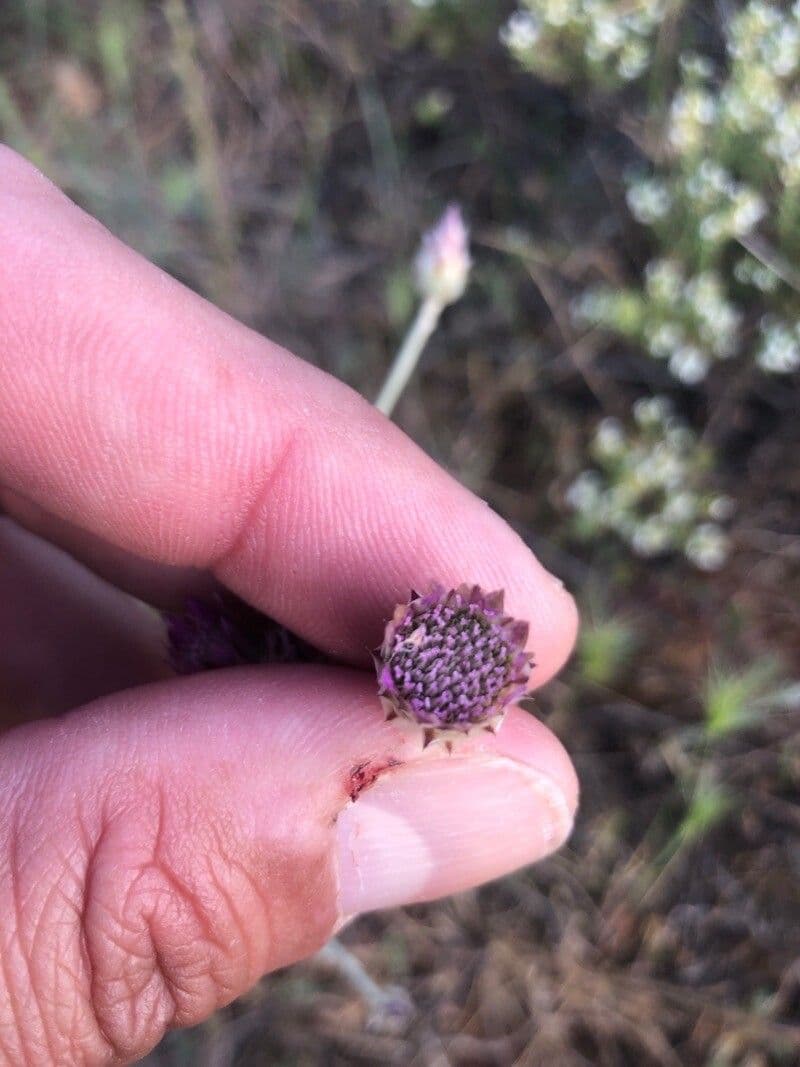 Xeranthemum inapertum