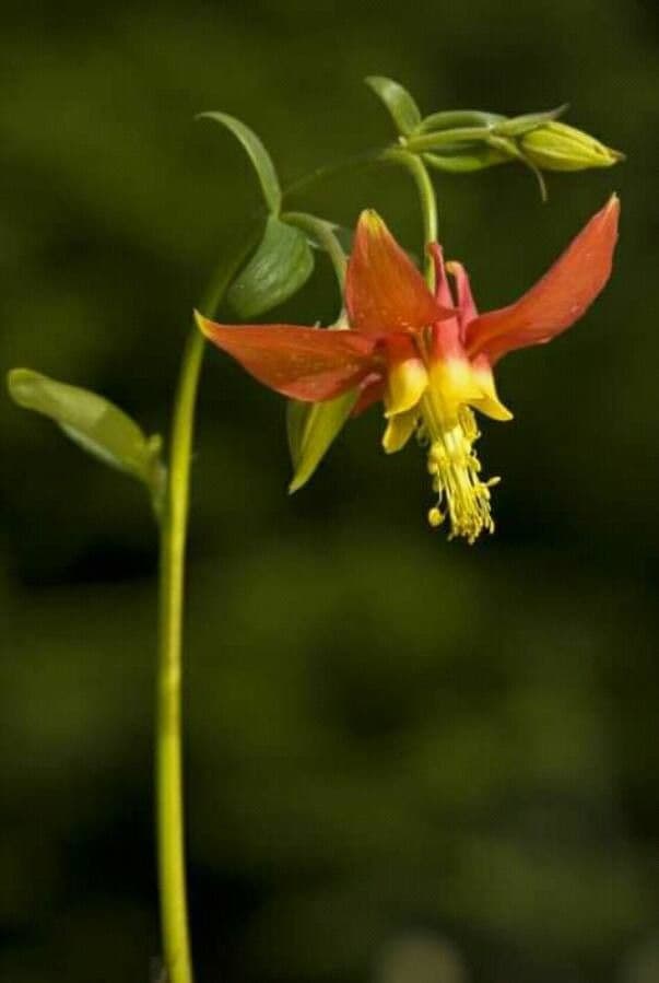 Aquilegia shockleyi