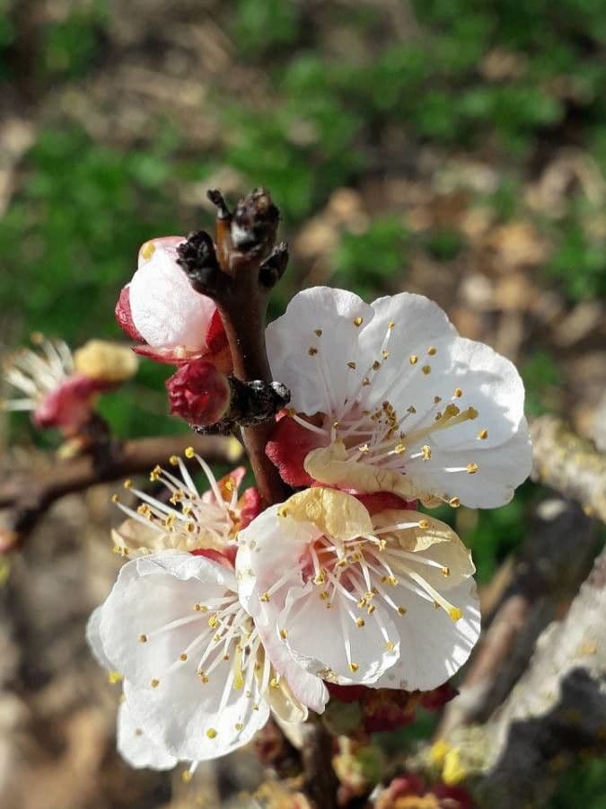 Prunus armeniaca