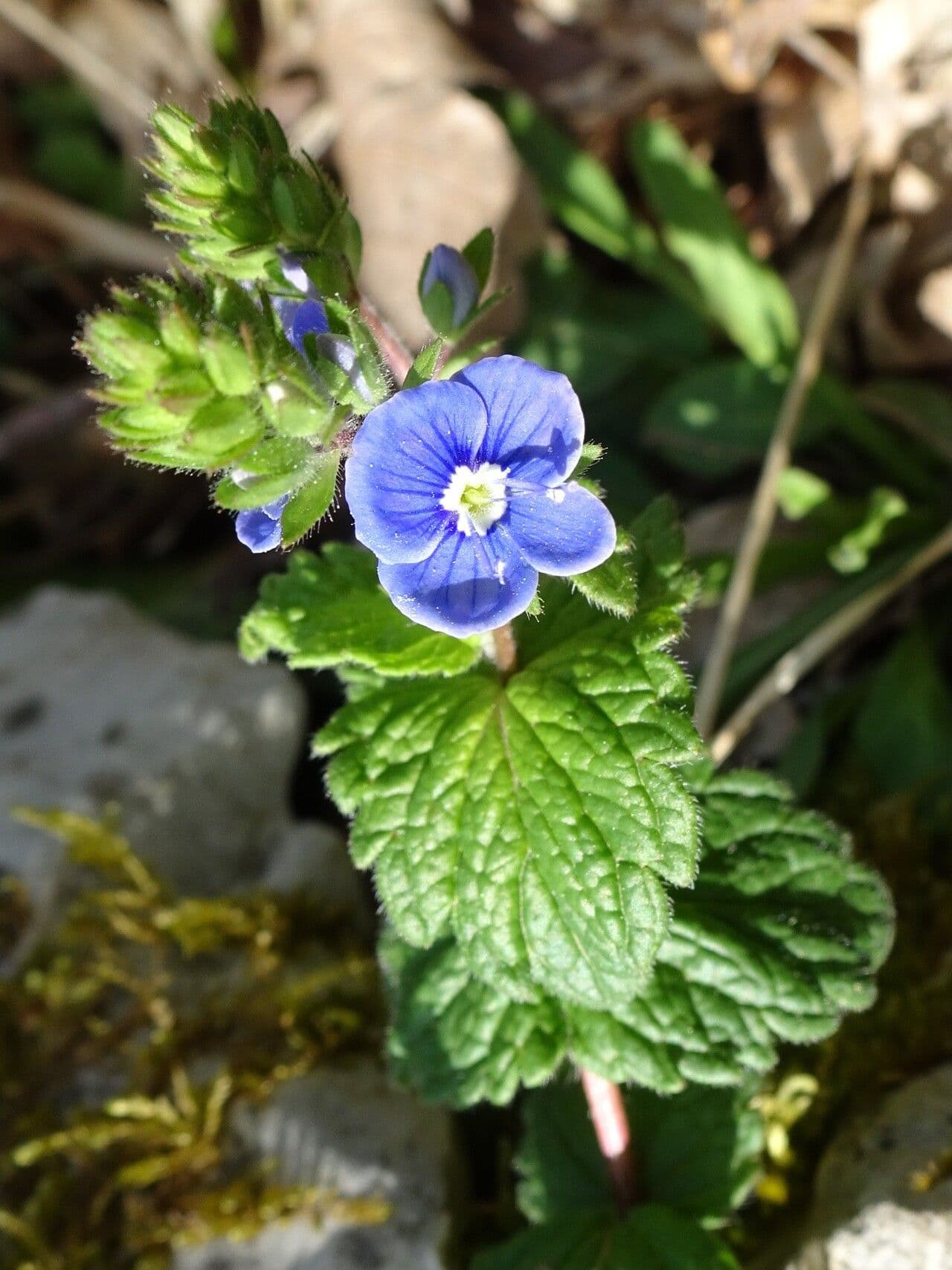 Veronica chamaedrys