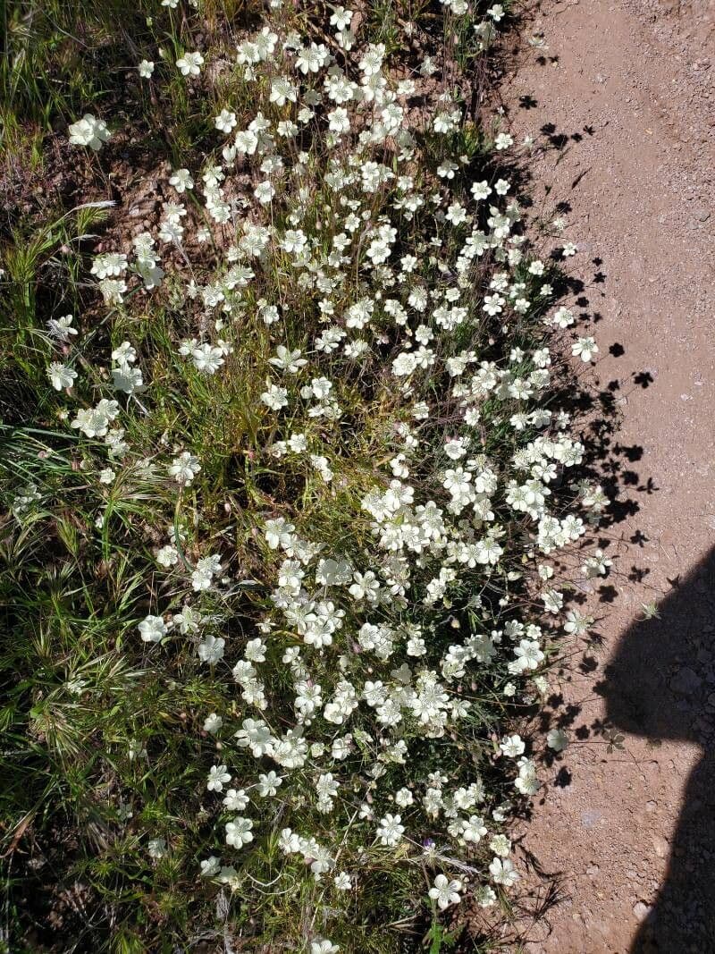 Platystemon californicus