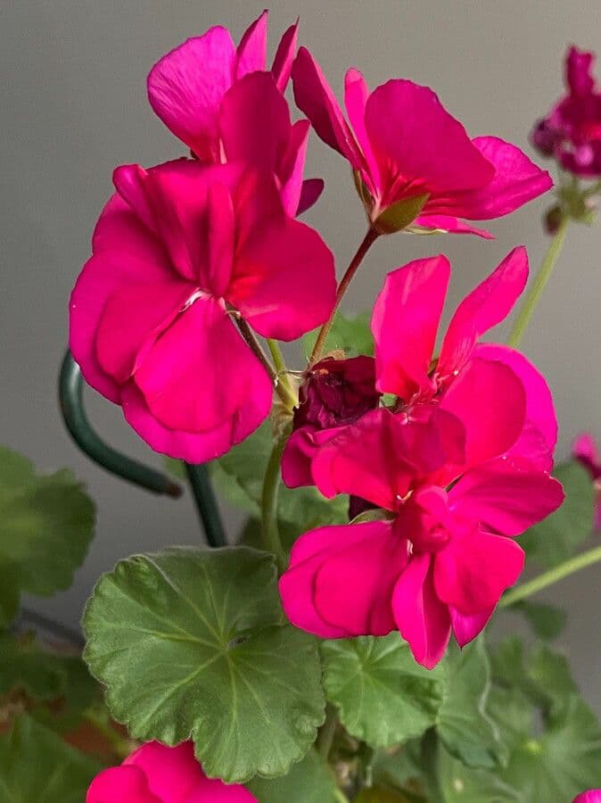 Pelargonium zonale