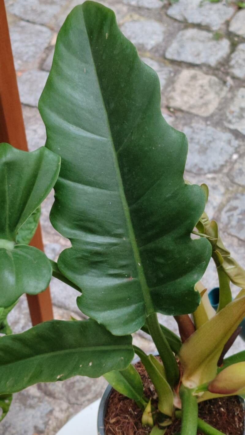 Philodendron bipennifolium