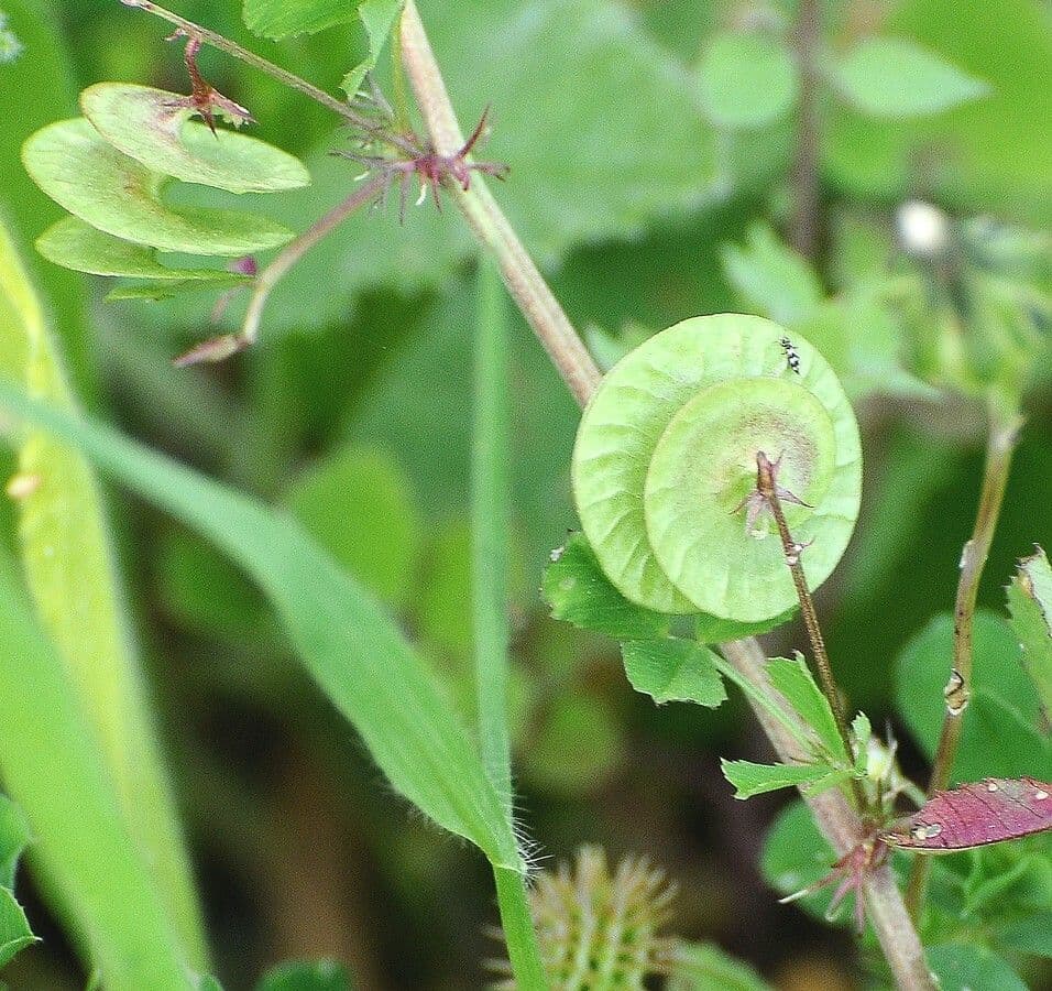 Medicago orbicularis