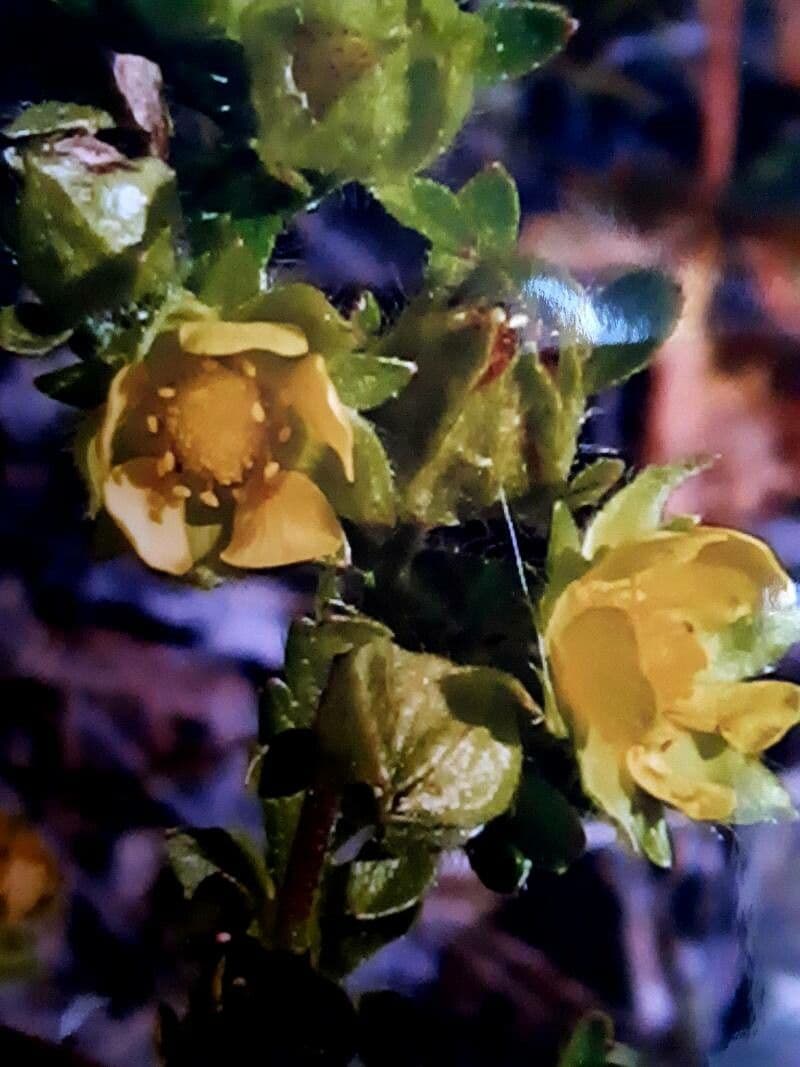 Potentilla supina