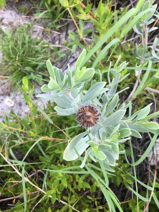 Borrichia frutescens