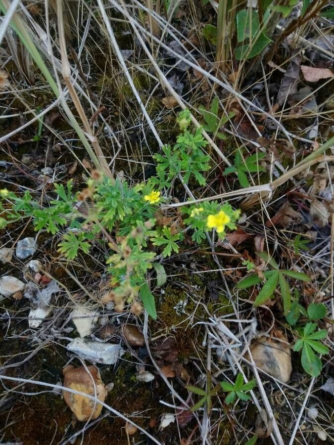 Potentilla supina