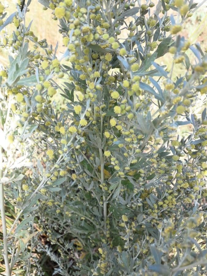 Artemisia absinthium
