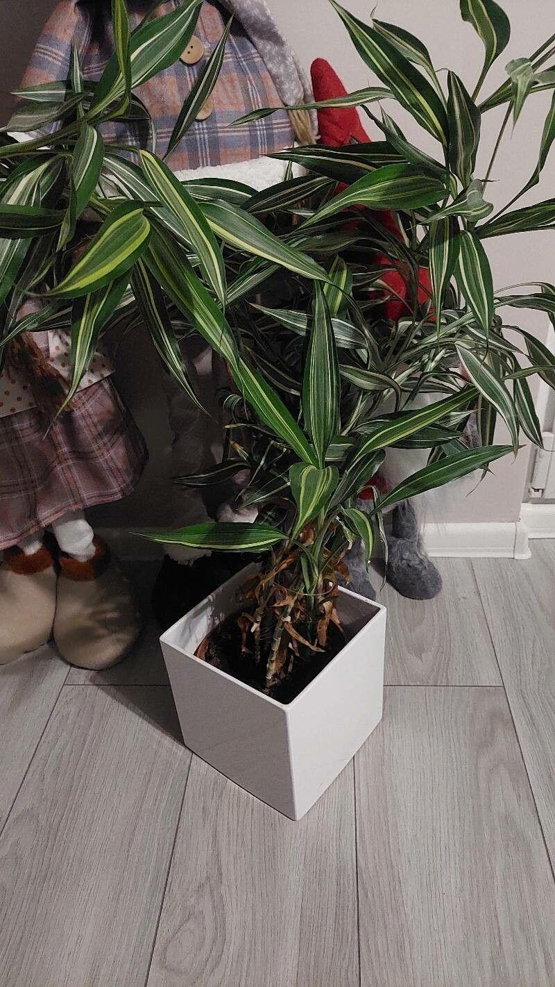 Dracaena braunii