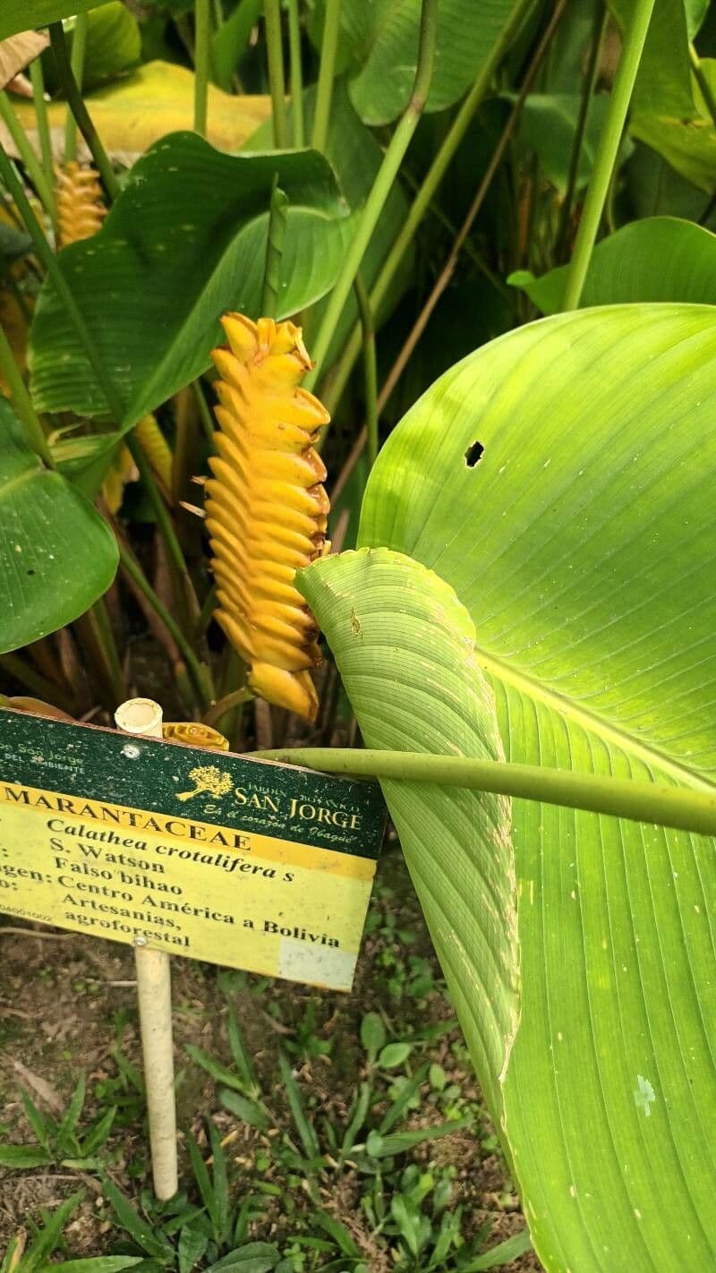 Calathea crotalifera