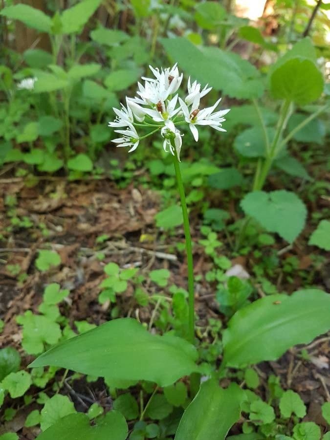 Allium ursinum