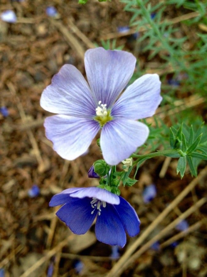 Linum alpinum