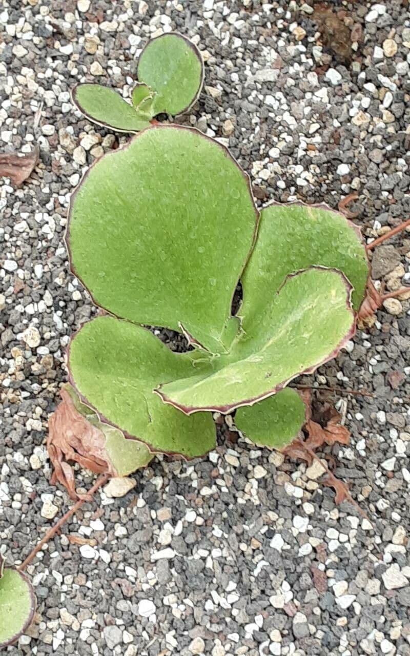 Kalanchoe synsepala