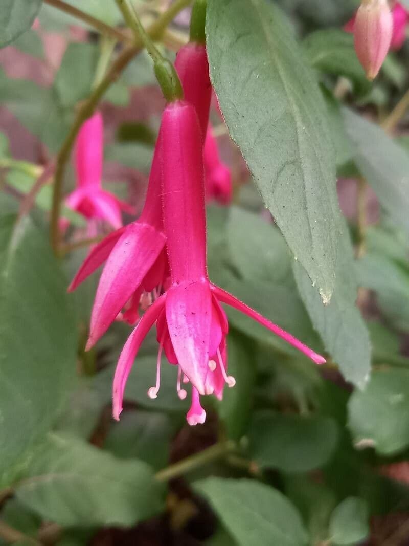 Fuchsia magellanica