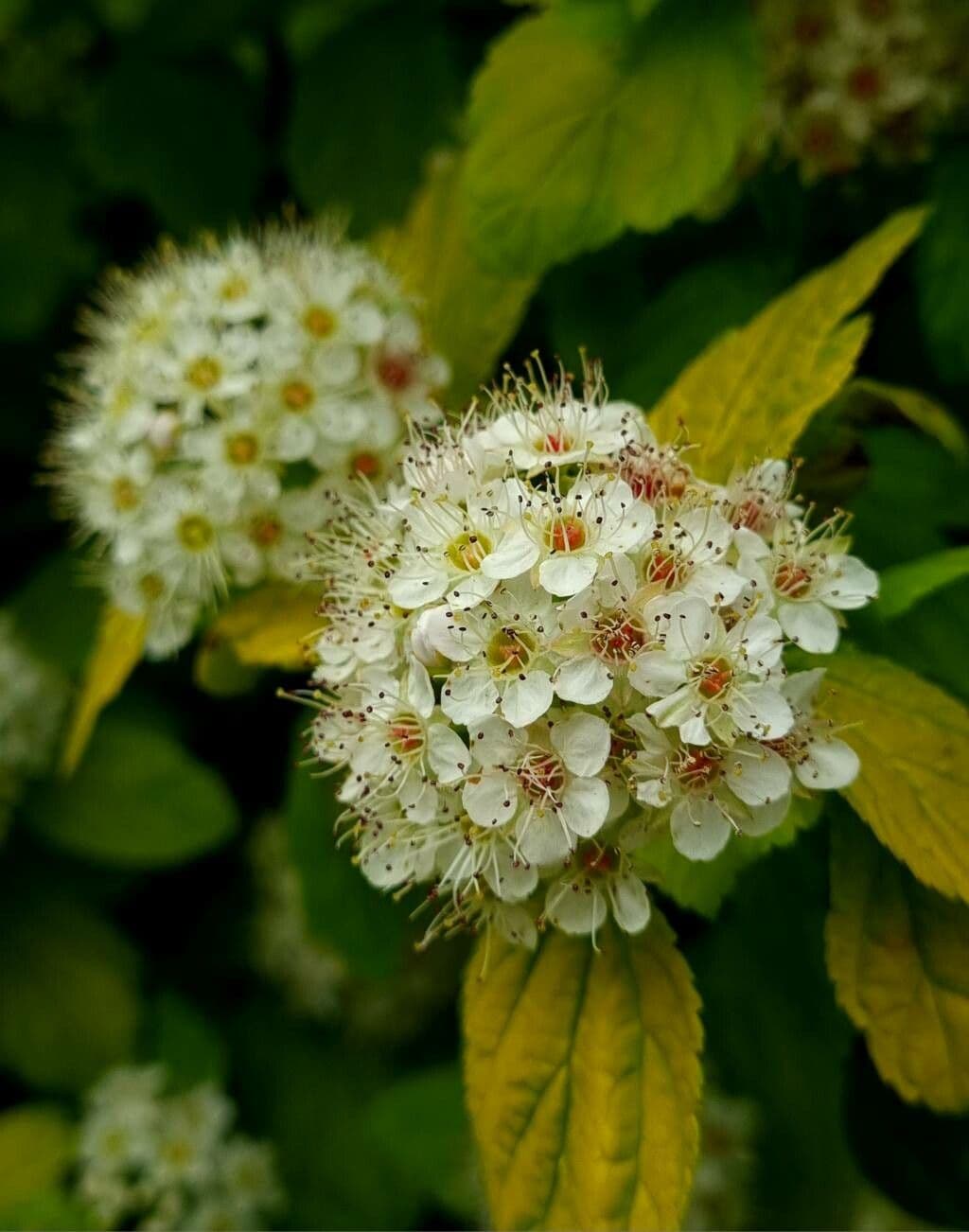 Physocarpus opulifolius