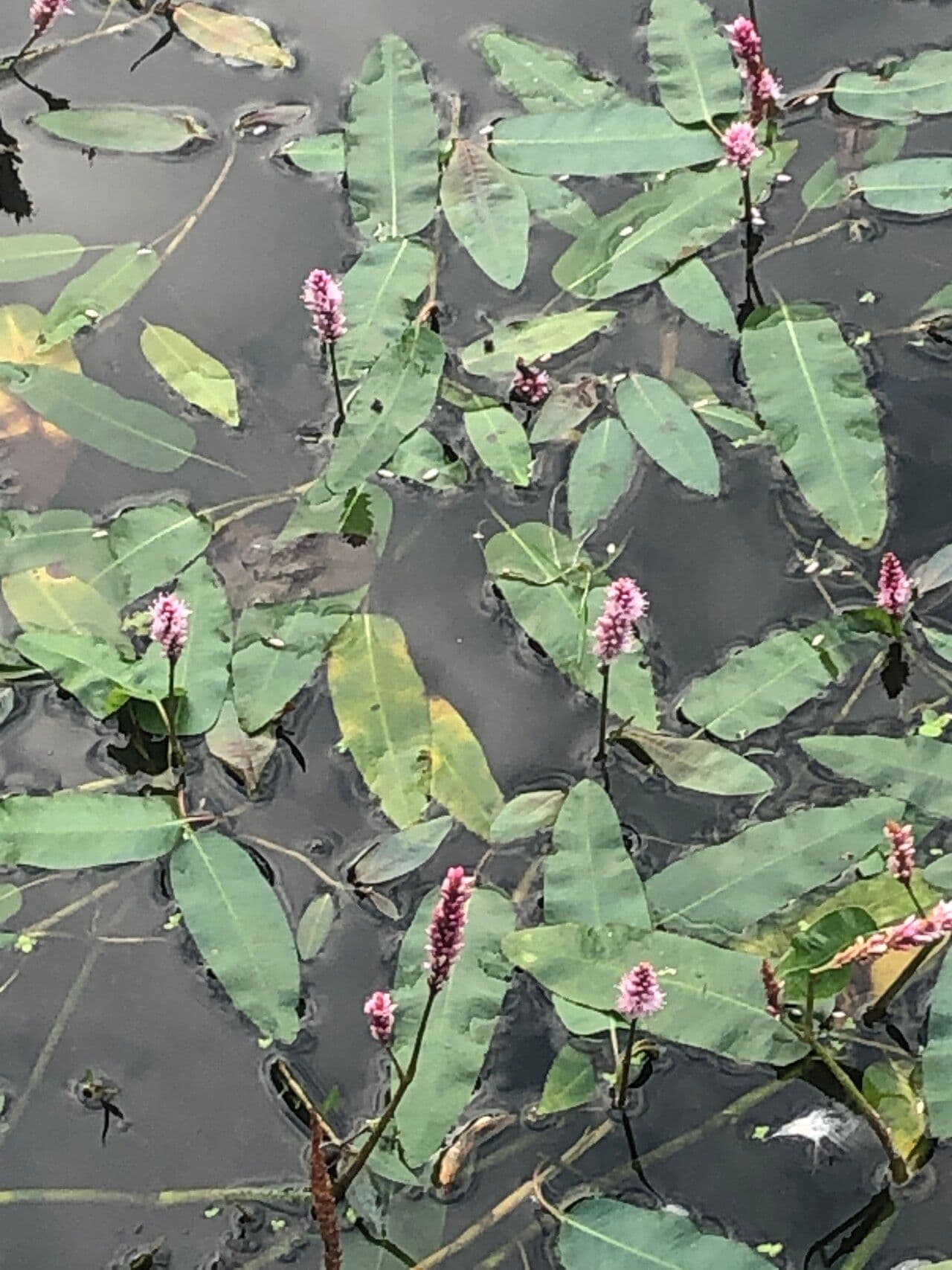 Persicaria amphibia