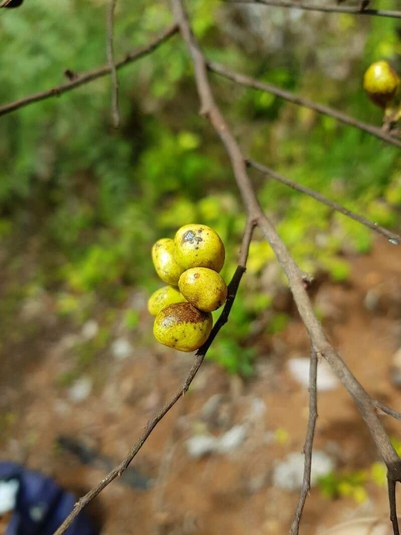 Xylopia frutescens