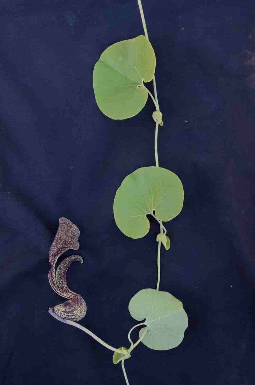 Aristolochia labiata