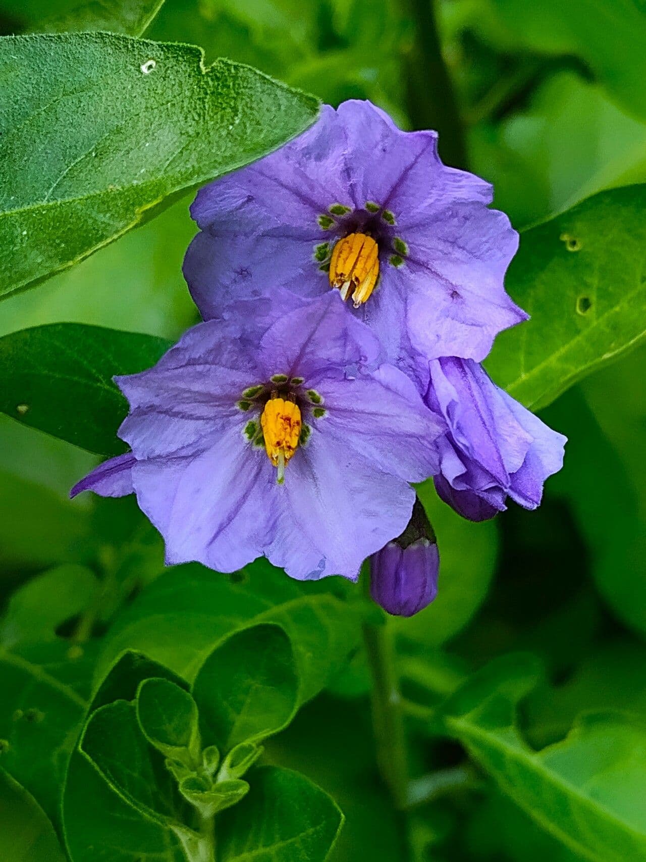 Solanum umbelliferum