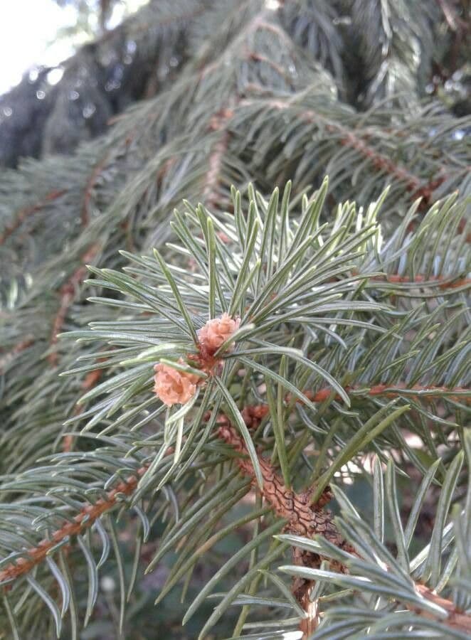 Picea pungens