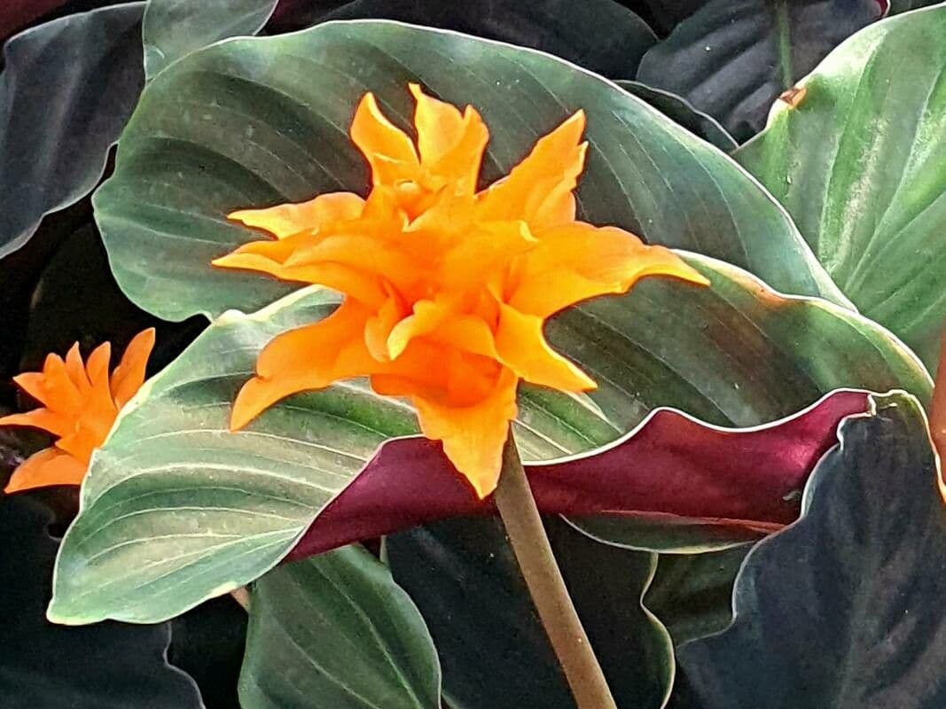 Goeppertia crocata