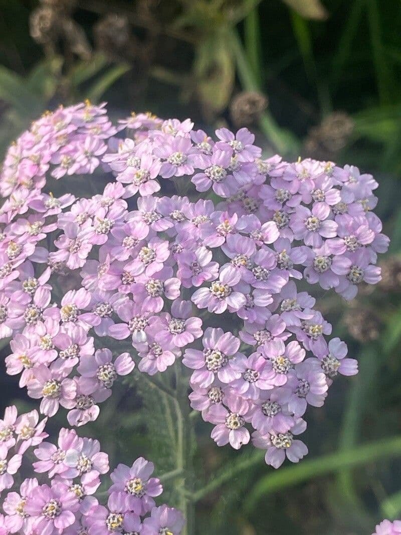 Achillea roseo-alba