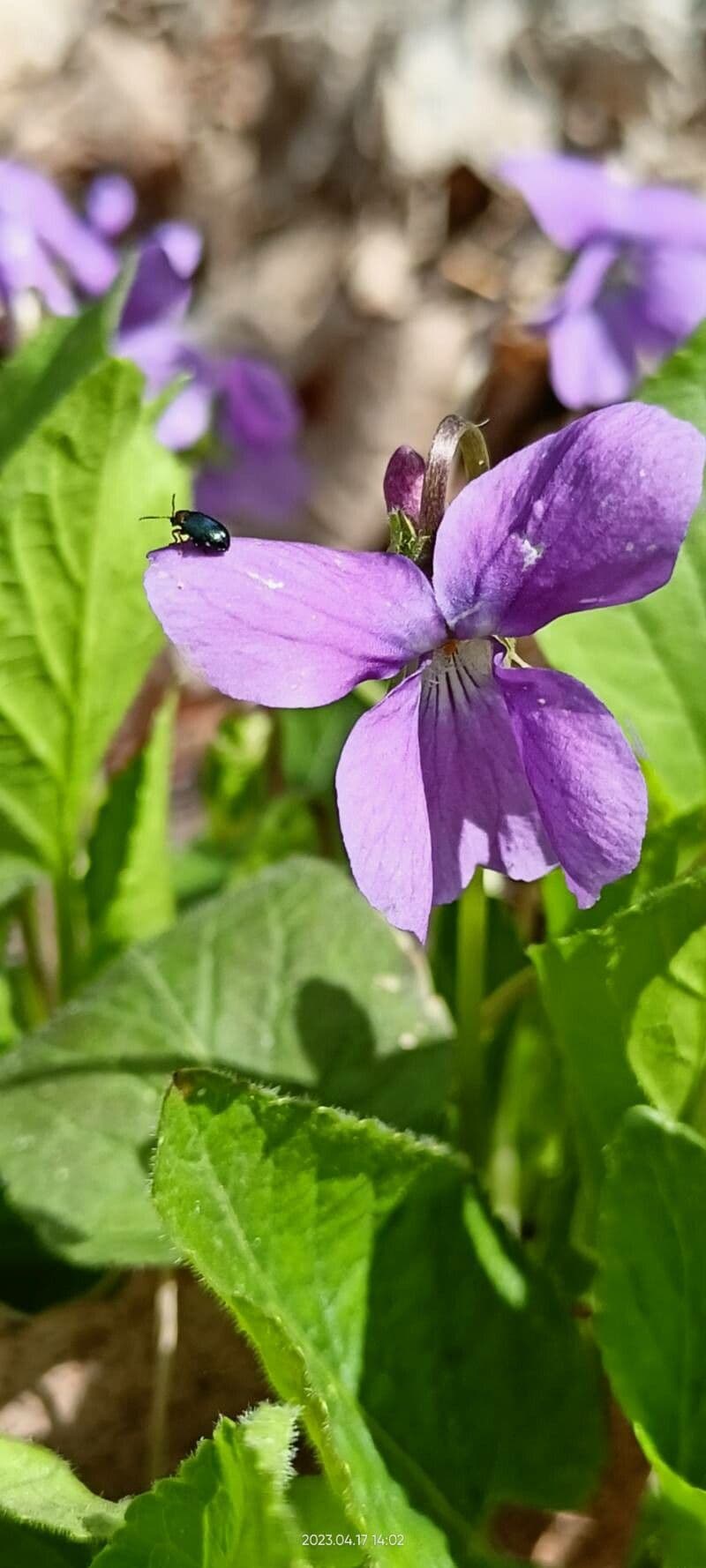 Viola hirta